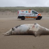 Dode grijze zeehond Noordwijk